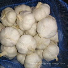 Fresh Pure White Garlic China Origin (5.0cm and up)